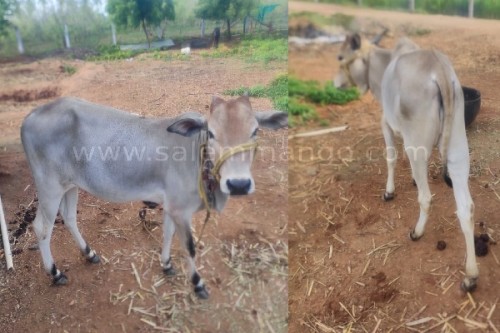 Pure Coconut oil producers in India